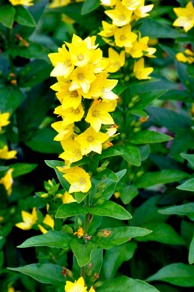 flowers in Bartlett Arboretum